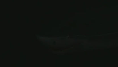 Remote Control Shark Two-in-one High-speed Speedbo